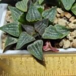 Haworthia Seedling Pygmaea x Argenteo-Maculosa Humor S105 - 3