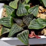 Haworthia Seedling Pygmaea x Argenteo-Maculosa Humor S105 - 4