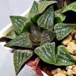 Haworthia Seedling Pygmaea x Argenteo-Maculosa Humor S105 - 5
