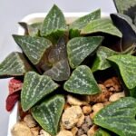 Haworthia Seedling Pygmaea x Argenteo-Maculosa Humor S105 - 6