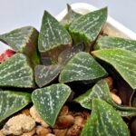 Haworthia Seedling Pygmaea x Argenteo-Maculosa Humor S105 - 7