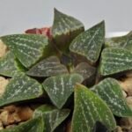 Haworthia Seedling Pygmaea x Argenteo-Maculosa Humor S105 - 8