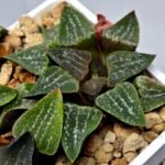 Haworthia Seedling Pygmaea x Argenteo-Maculosa Humor S105 - 9