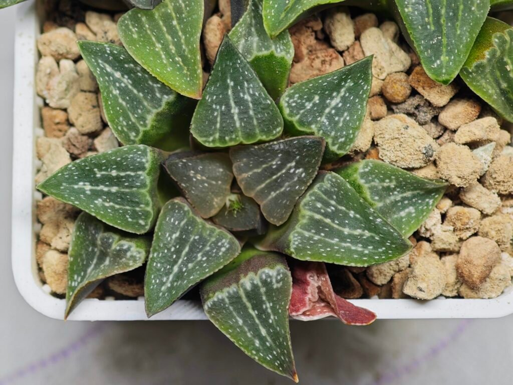 Home 3 Haworthia Seedling Pygmaea x Argenteo-Maculosa Humor S105 - 10