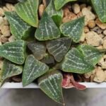 Haworthia Seedling Pygmaea x Argenteo-Maculosa Humor S105 - 10