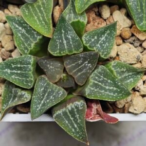 Haworthia Seedling Pygmaea x Argenteo-Maculosa Humor S105 - 10