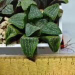 Haworthia Seedling Pygmaea x Argenteo-Maculosa Humor S106 - 1