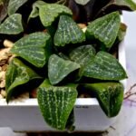 Haworthia Seedling Pygmaea x Argenteo-Maculosa Humor S106 - 2