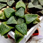 Haworthia Seedling Pygmaea x Argenteo-Maculosa Humor S106 - 3