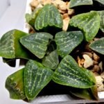 Haworthia Seedling Pygmaea x Argenteo-Maculosa Humor S106 - 4