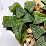 Haworthia Seedling Pygmaea x Argenteo-Maculosa Humor S106 - 5