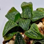 Haworthia Seedling Pygmaea x Argenteo-Maculosa Humor S106 - 6