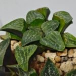 Haworthia Seedling Pygmaea x Argenteo-Maculosa Humor S106 - 7