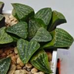 Haworthia Seedling Pygmaea x Argenteo-Maculosa Humor S106 - 8