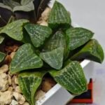 Haworthia Seedling Pygmaea x Argenteo-Maculosa Humor S106 - 9