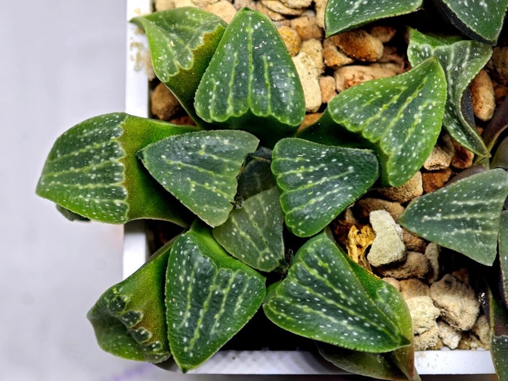 Home 2 Haworthia Seedling Pygmaea x Argenteo-Maculosa Humor S106 - 10