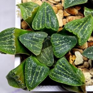 Haworthia Seedling Pygmaea x Argenteo-Maculosa Humor S106 - 10