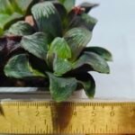 Haworthia Seedling Matrix S107 - 1