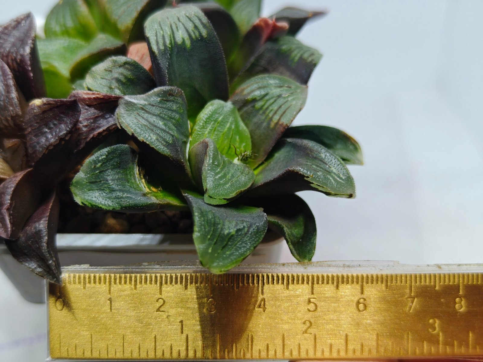 Haworthia Seedling Matrix S107 - 1