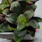 Haworthia Seedling Matrix S107 - 2