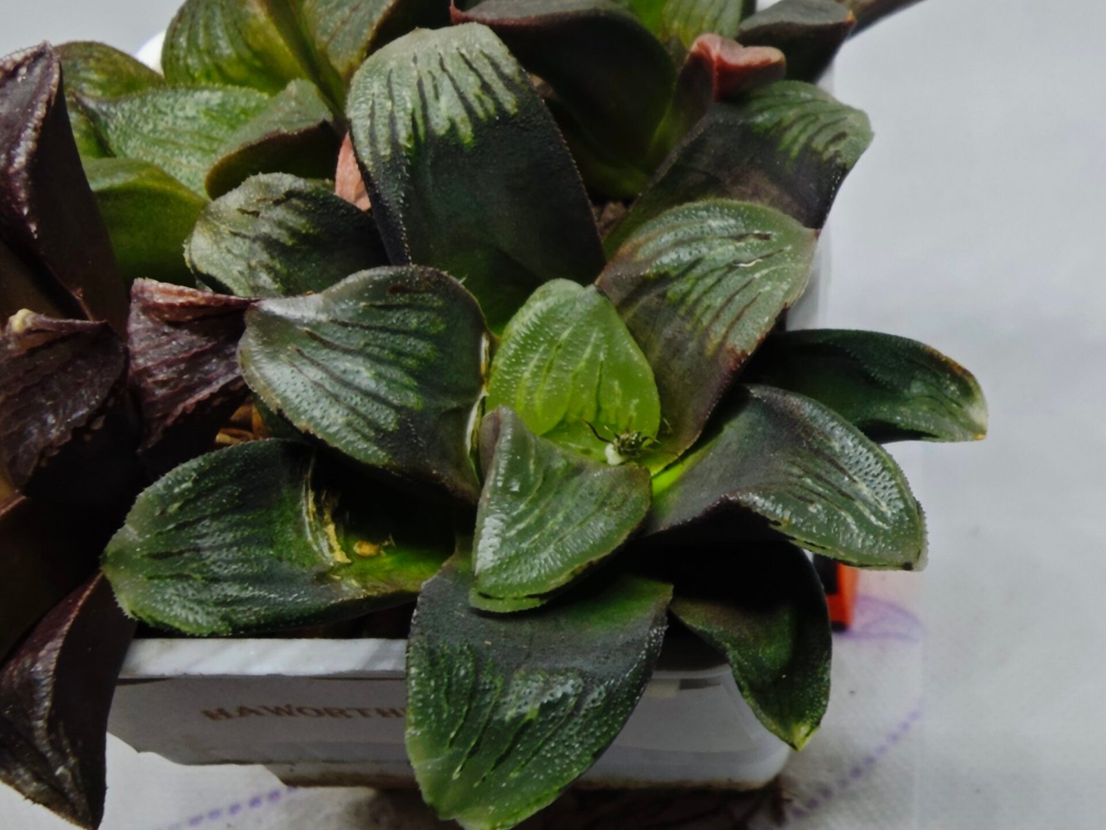 Haworthia Seedling Matrix S107 - 2