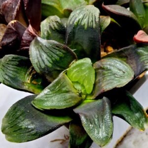 Haworthia Seedling Matrix S107 - 3