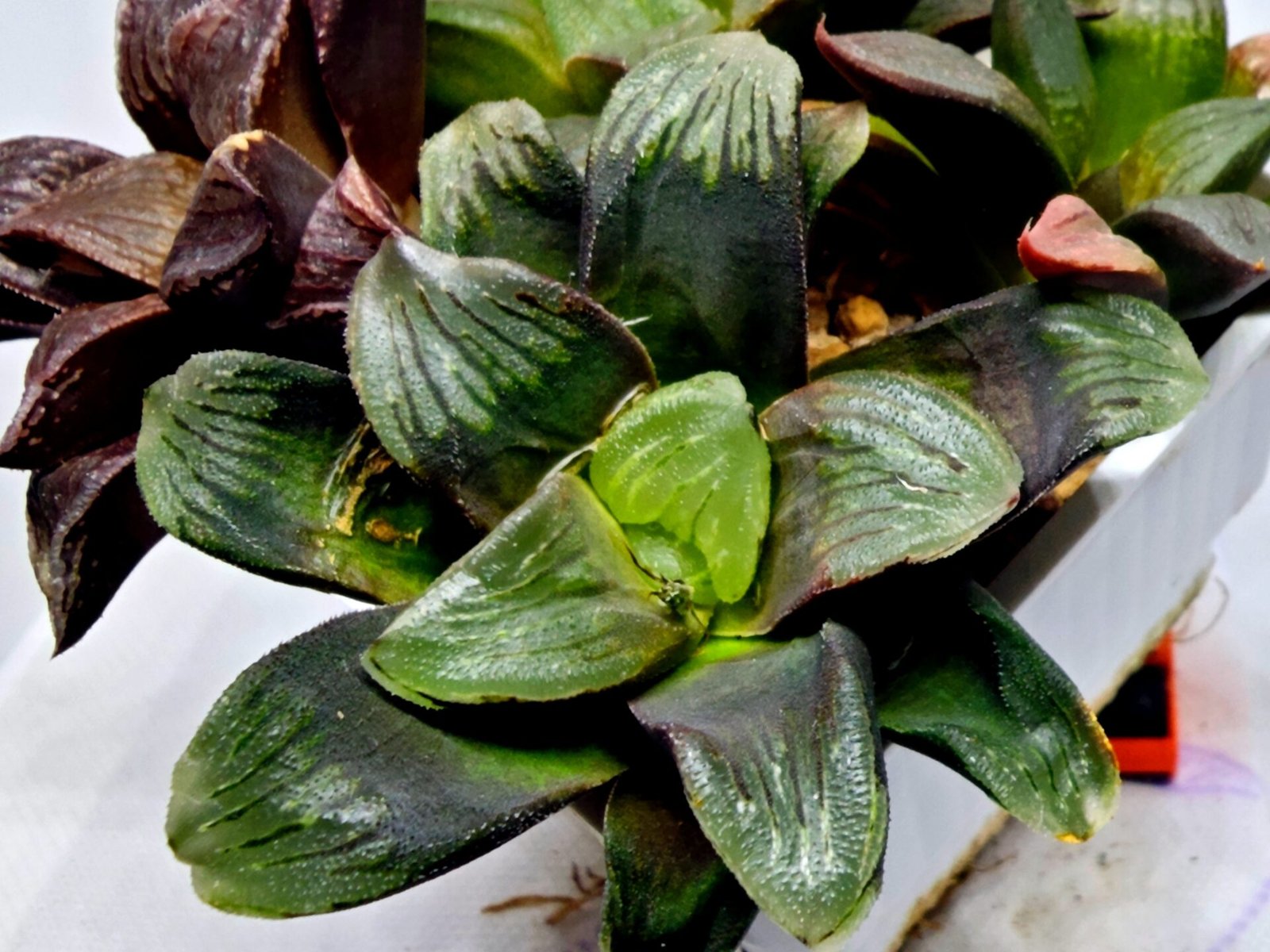 Haworthia Seedling Matrix S107 - 3