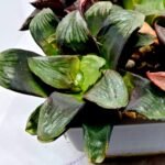 Haworthia Seedling Matrix S107 - 4