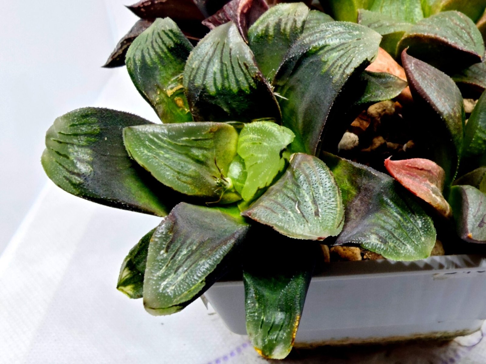 Haworthia Seedling Matrix S107 - 4