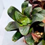 Haworthia Seedling Matrix S107 - 5