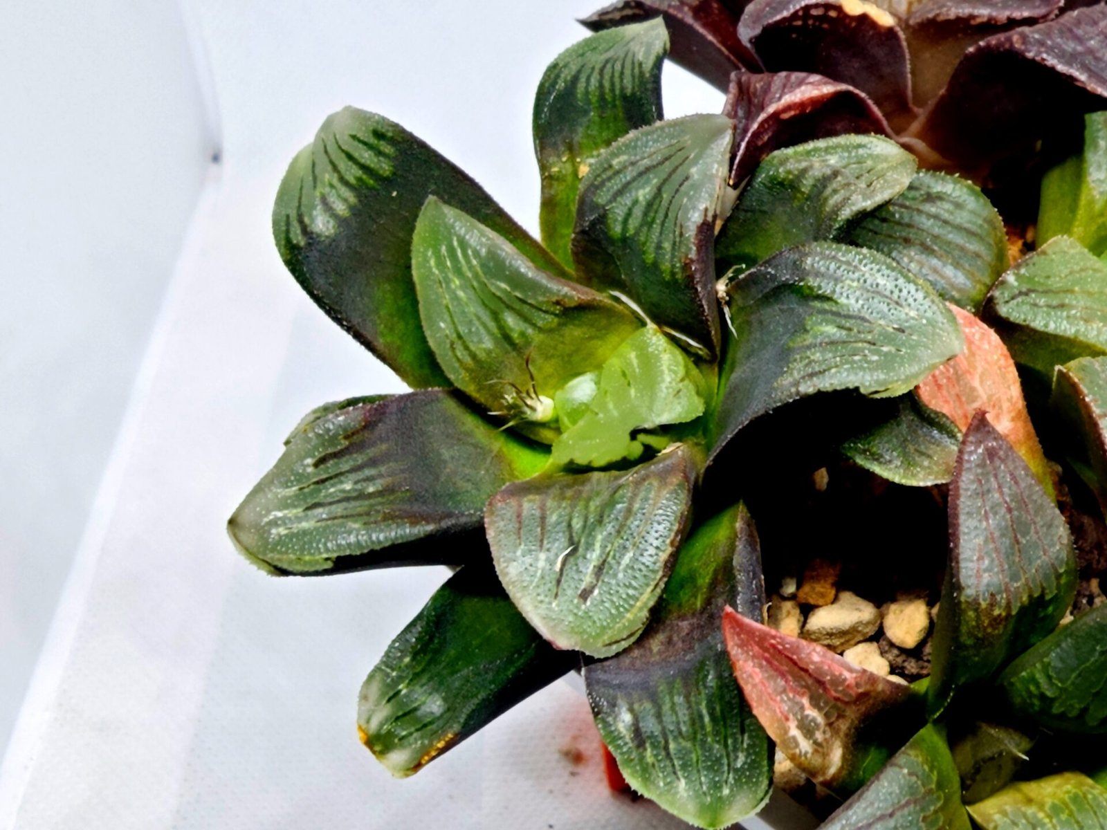 Haworthia Seedling Matrix S107 - 5