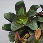 Haworthia Seedling Matrix S107 - 6