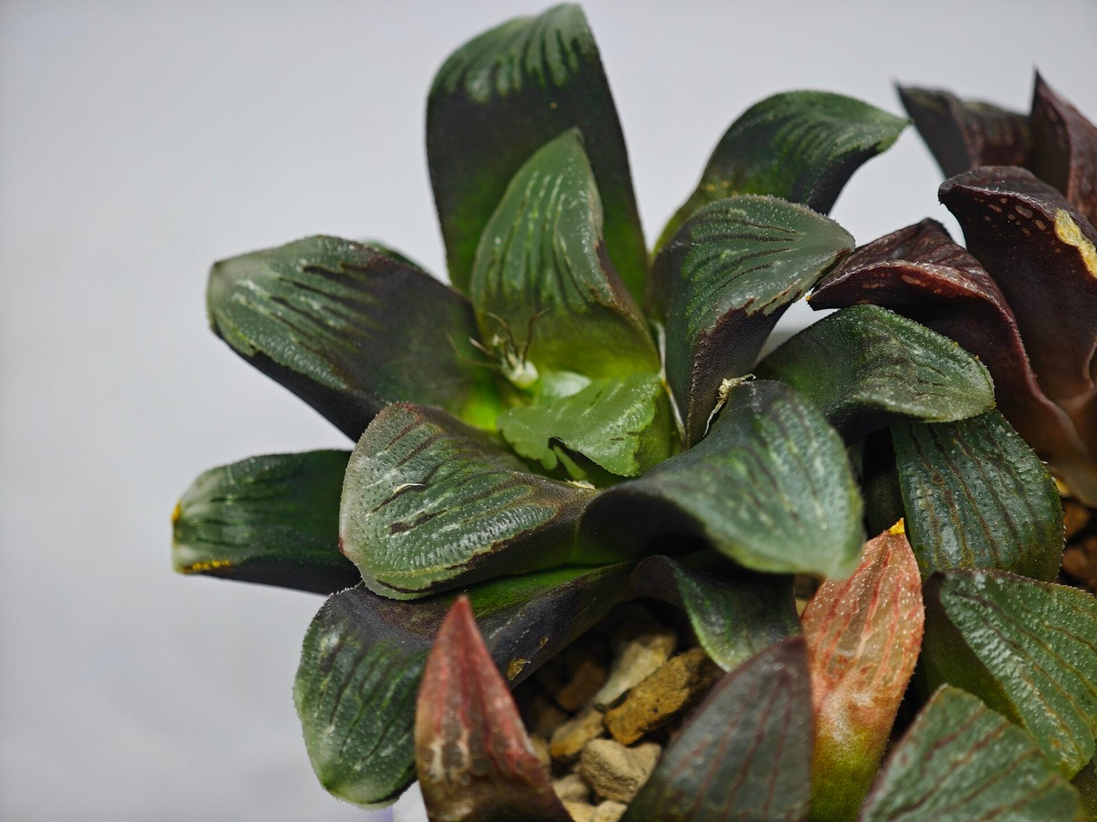 Haworthia Seedling Matrix S107 - 6