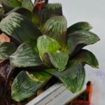 Haworthia Seedling Matrix S107 - 7