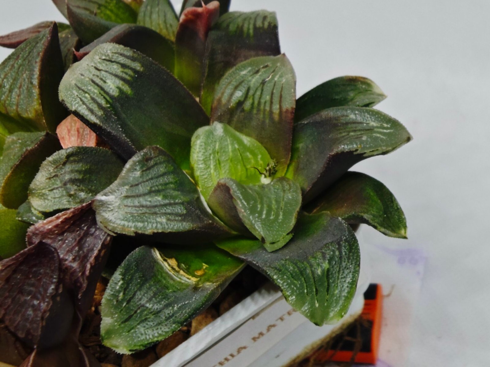 Haworthia Seedling Matrix S107 - 7