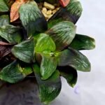 Haworthia Seedling Matrix S107 - 8