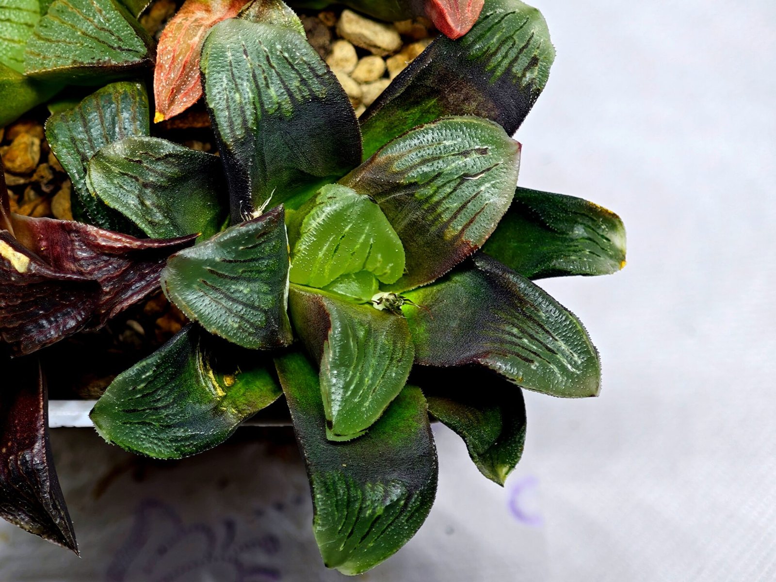 Haworthia Seedling Matrix S107 - 8