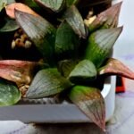 Haworthia Seedling S108 - 1