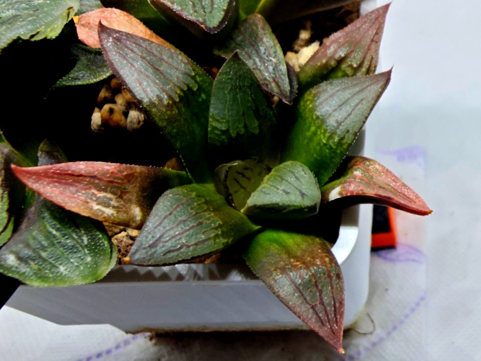 Haworthia Seedling S108 - 1