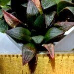 Haworthia Seedling S108 - 2