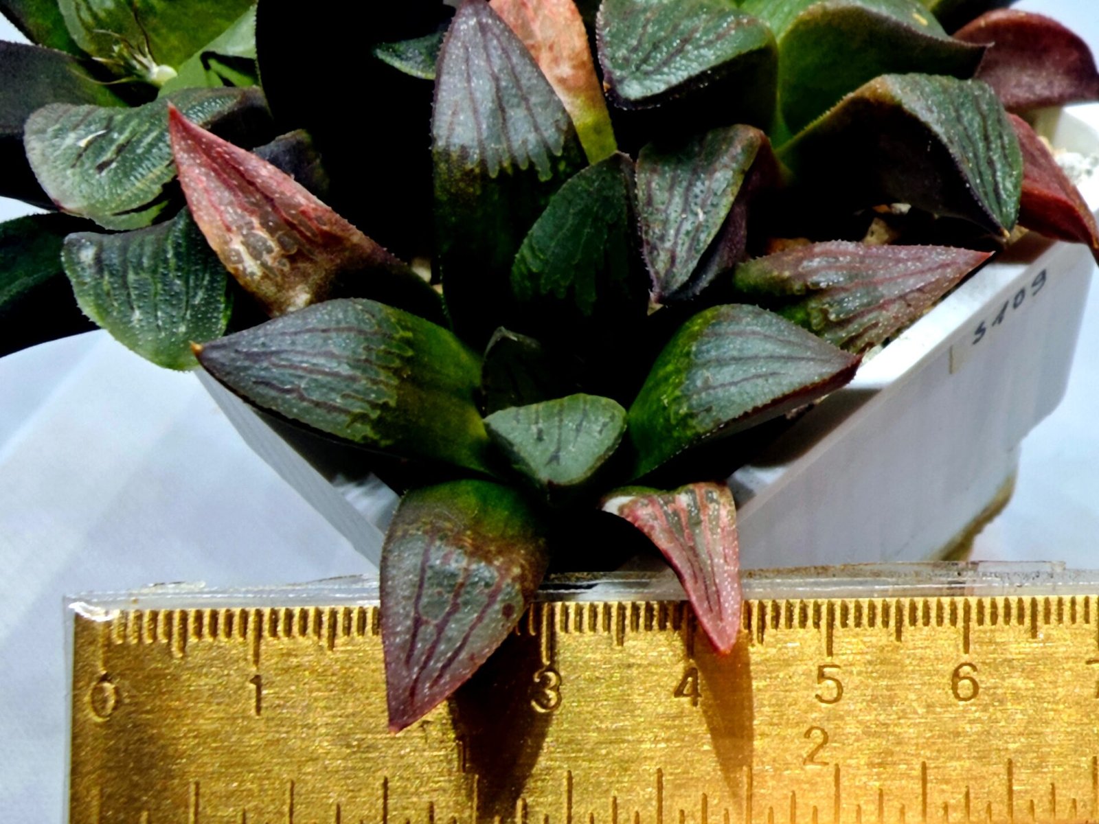 Haworthia Seedling S108 - 2