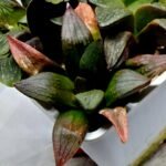 Haworthia Seedling S108 - 3