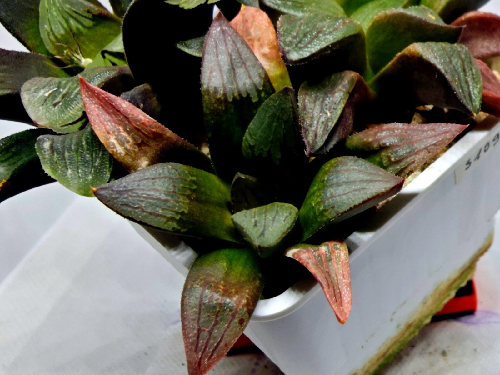 Haworthia Seedling S108 - 3