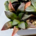 Haworthia Seedling S108 - 4