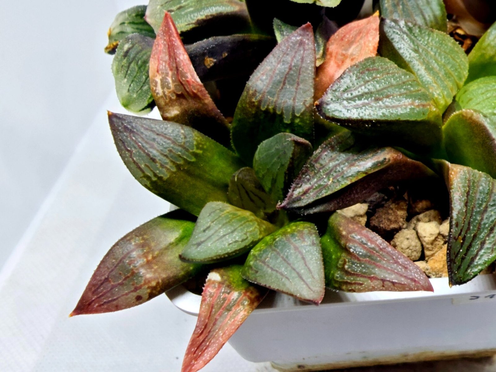 Haworthia Seedling S108 - 4