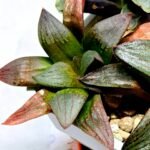 Haworthia Seedling S108 - 5