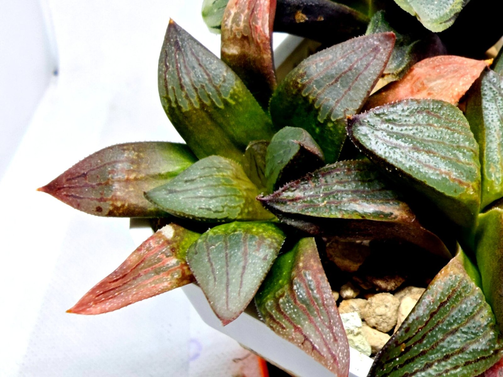 Haworthia Seedling S108 - 5