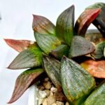 Haworthia Seedling S108 - 6