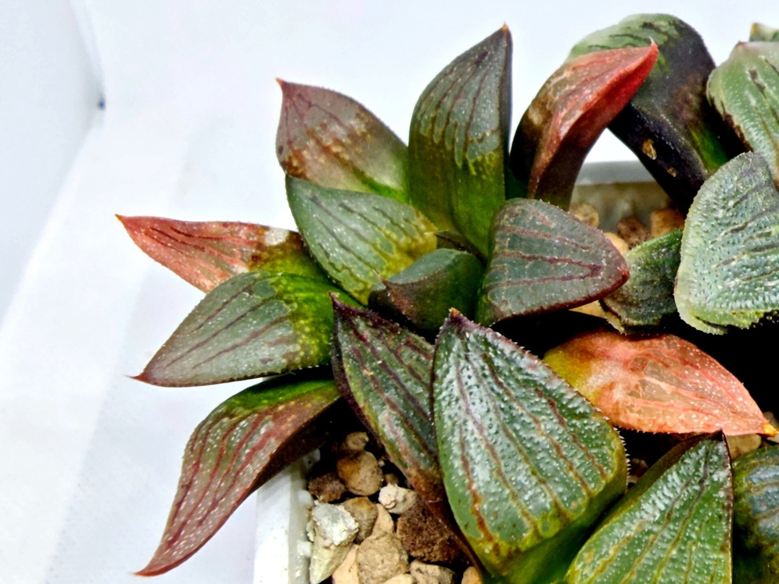 Haworthia Seedling S108 - 6