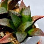 Haworthia Seedling S108 - 7